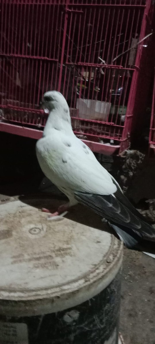 Post Image 2