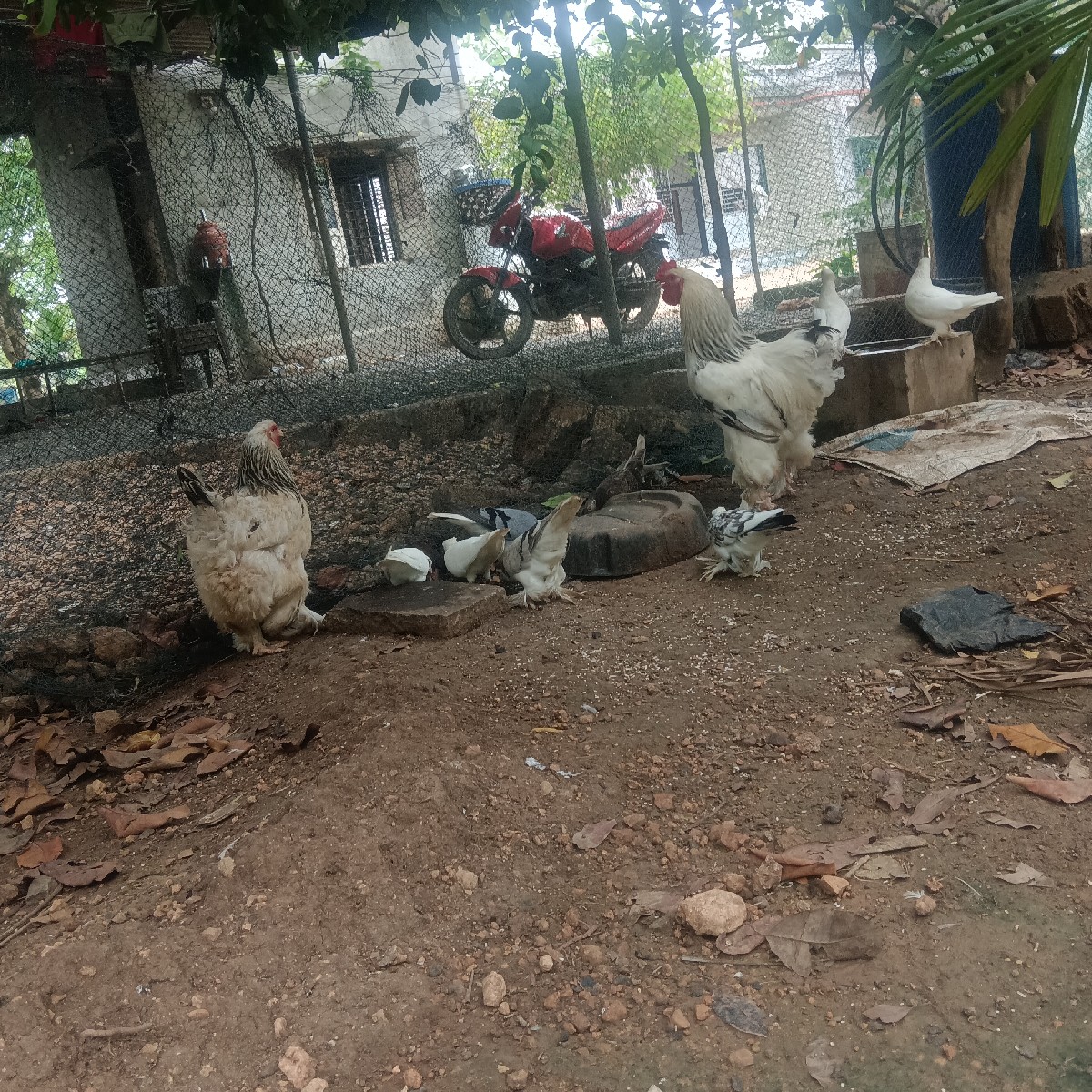 Post Image 2