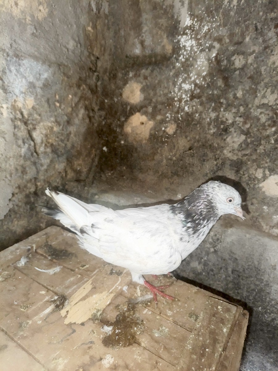 Post Image 1