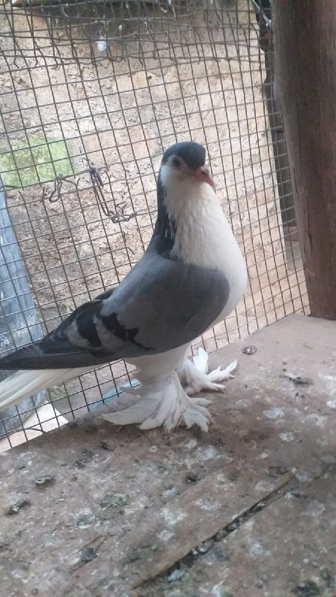 Post Image 3