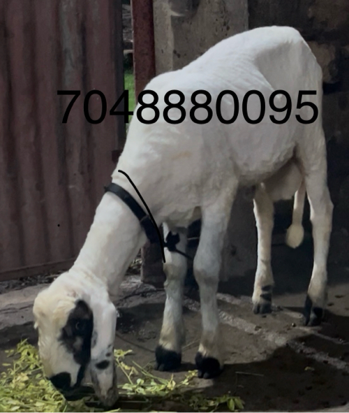 Post Image 2