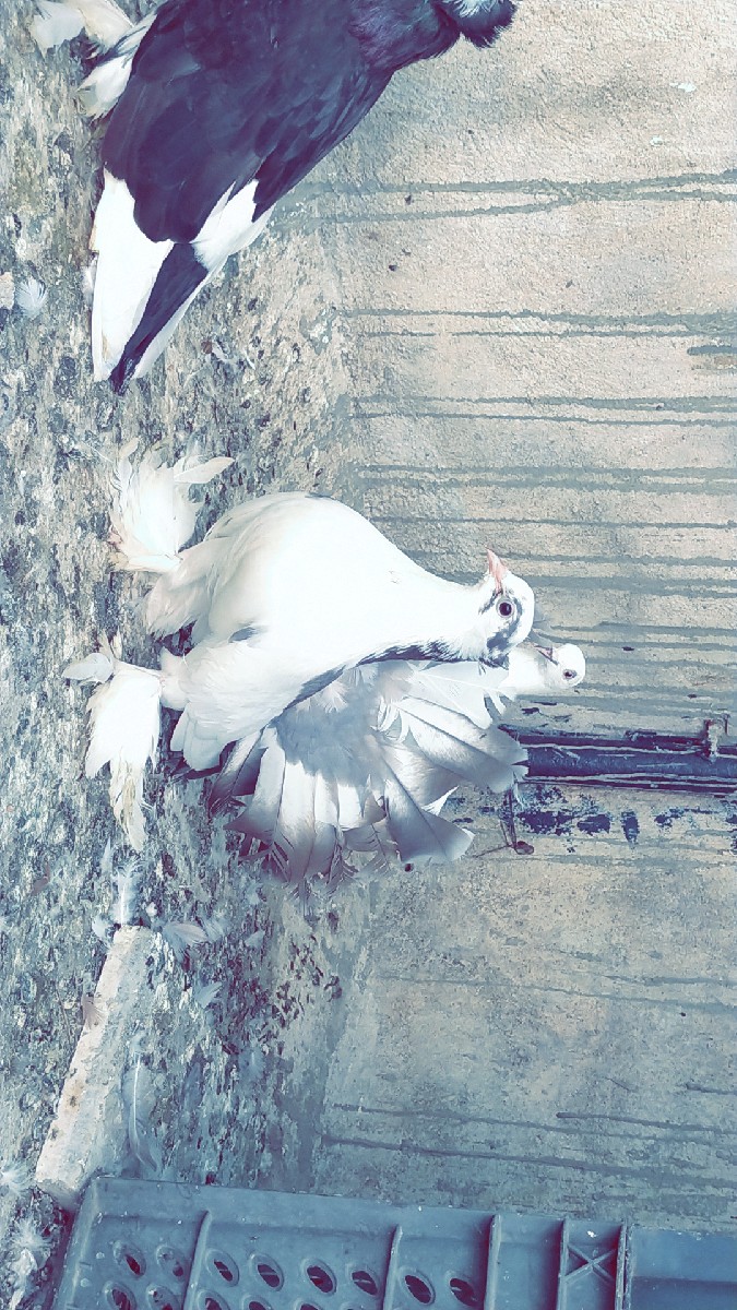 Post Image 3