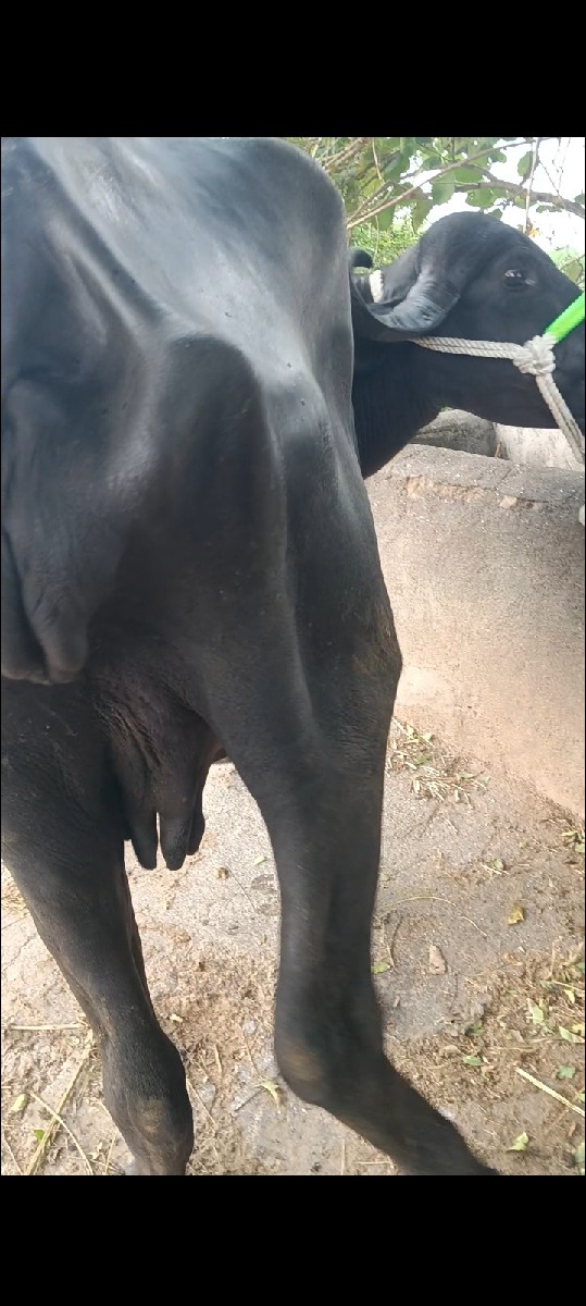Post Image 4