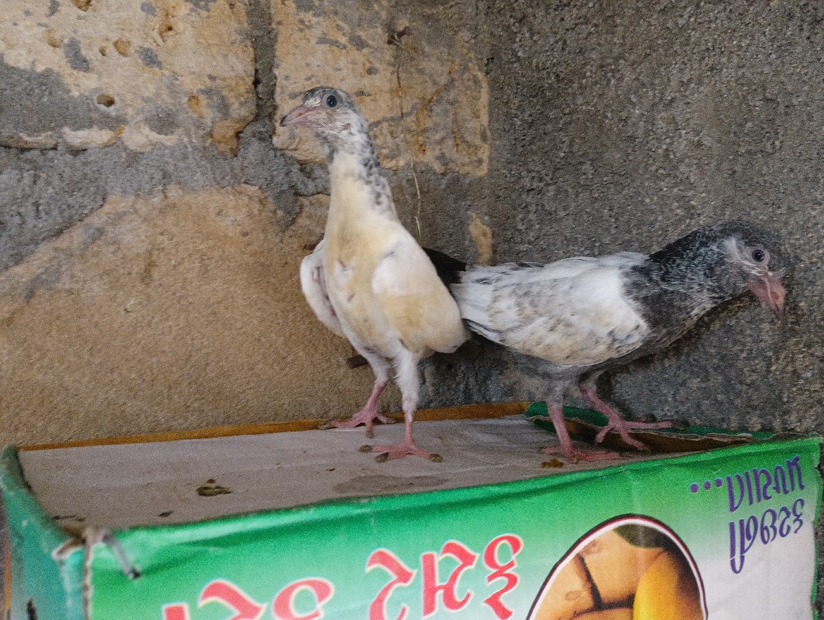 Post Image 2