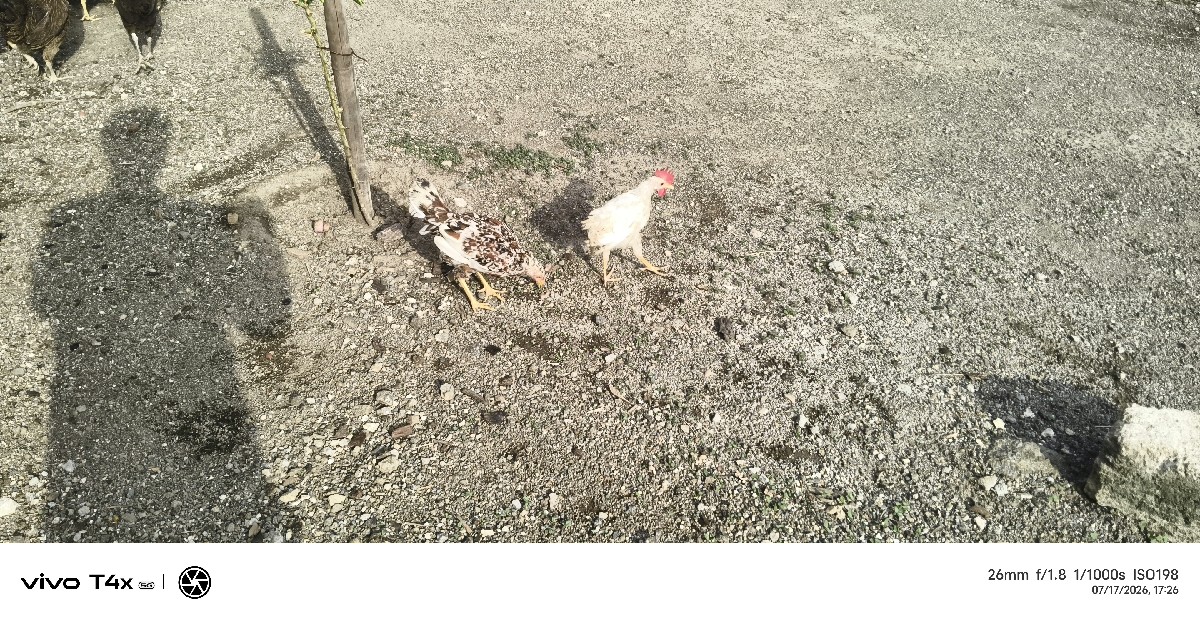 Post Image 3