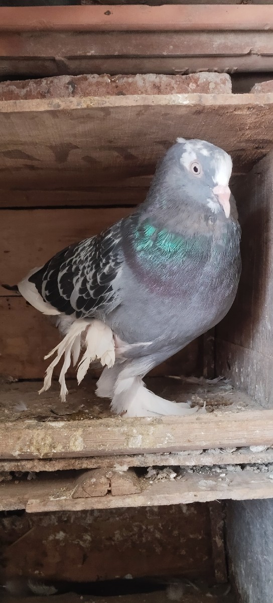 Post Image 3