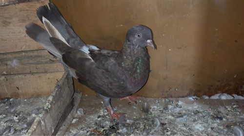 Post Image 3