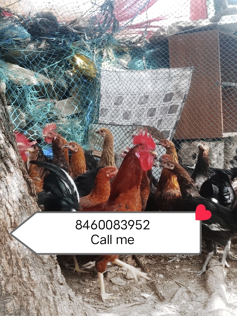 Post Image 1