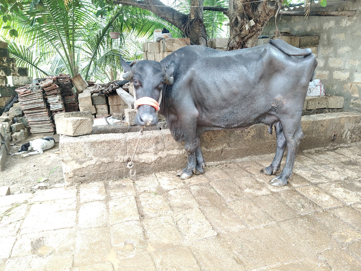 Post Image 2