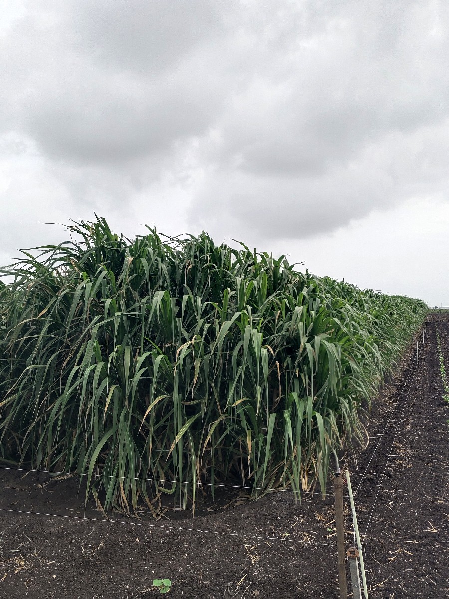 Post Image 2