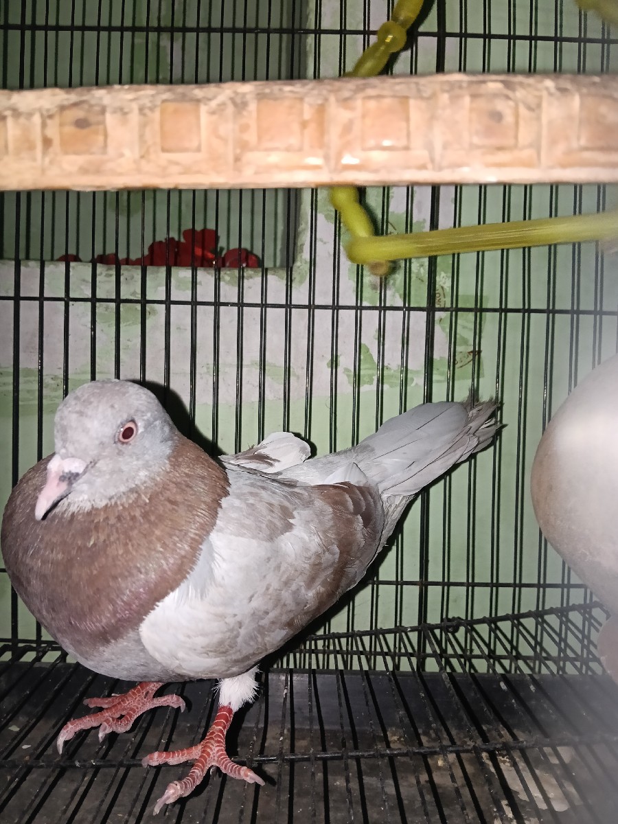 Post Image 2