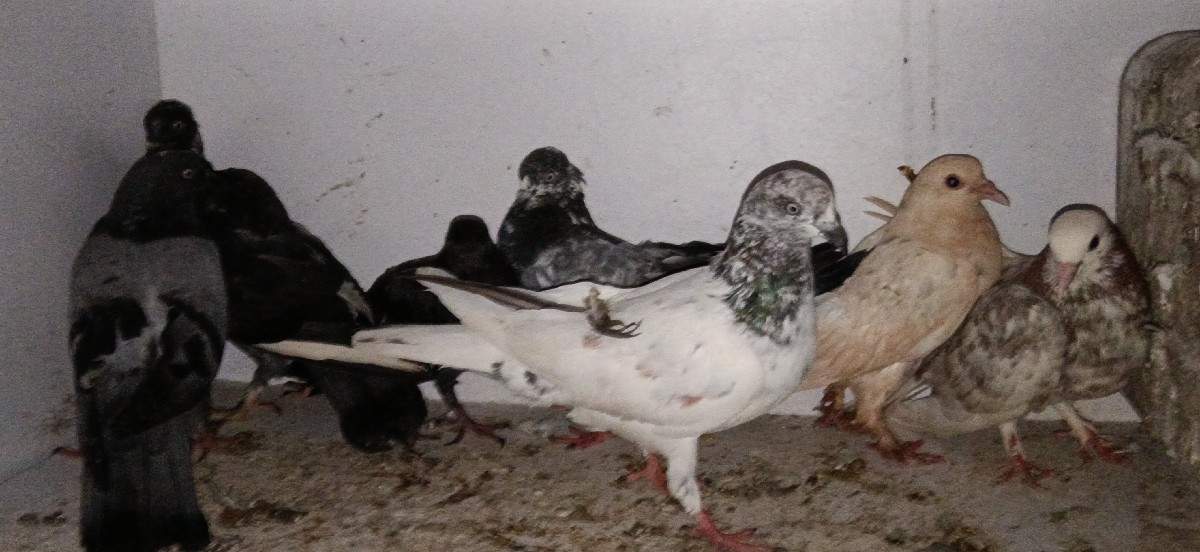 Post Image 3