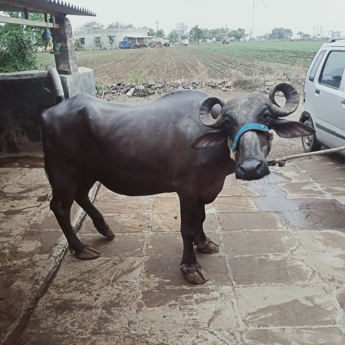 Post Image 2