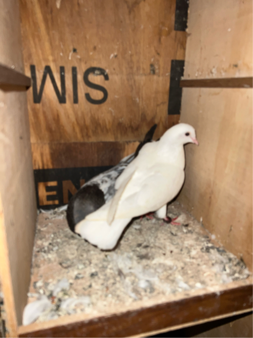 Post Image 3