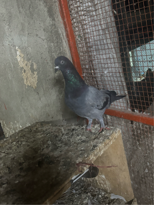 Post Image 2