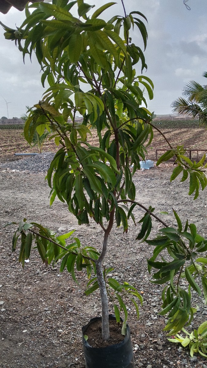 Post Image 7