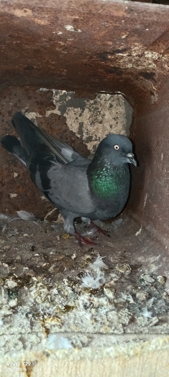 Post Image 1