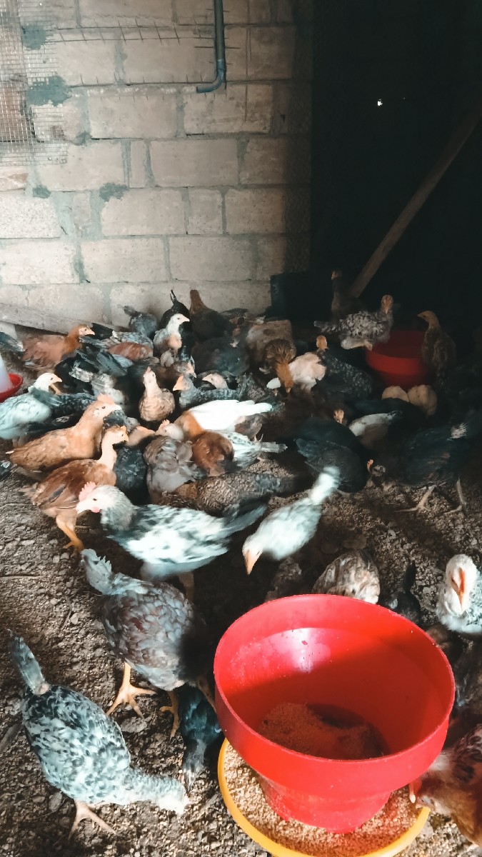 Post Image 3