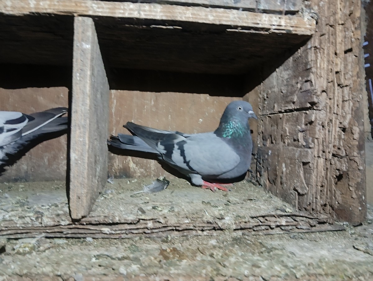 Post Image 3