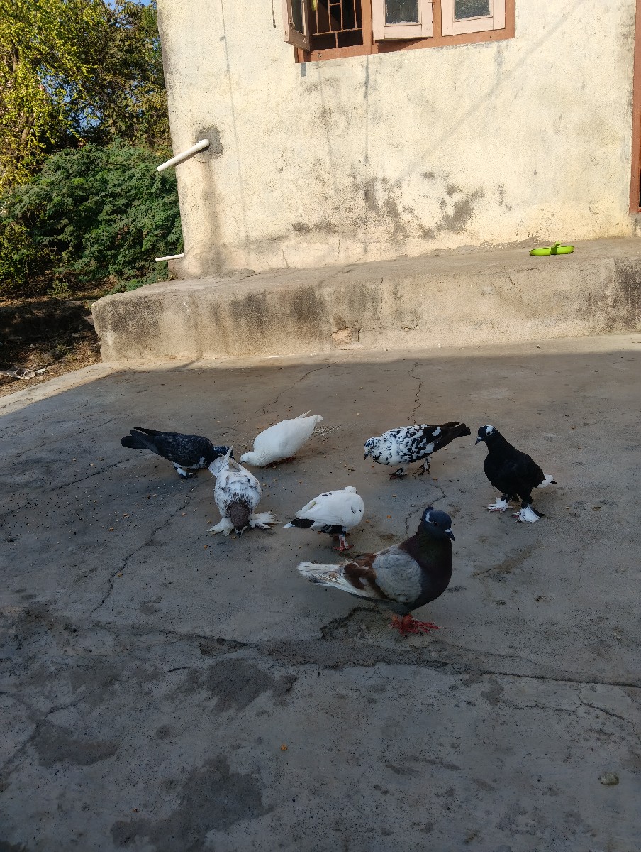 Post Image 2