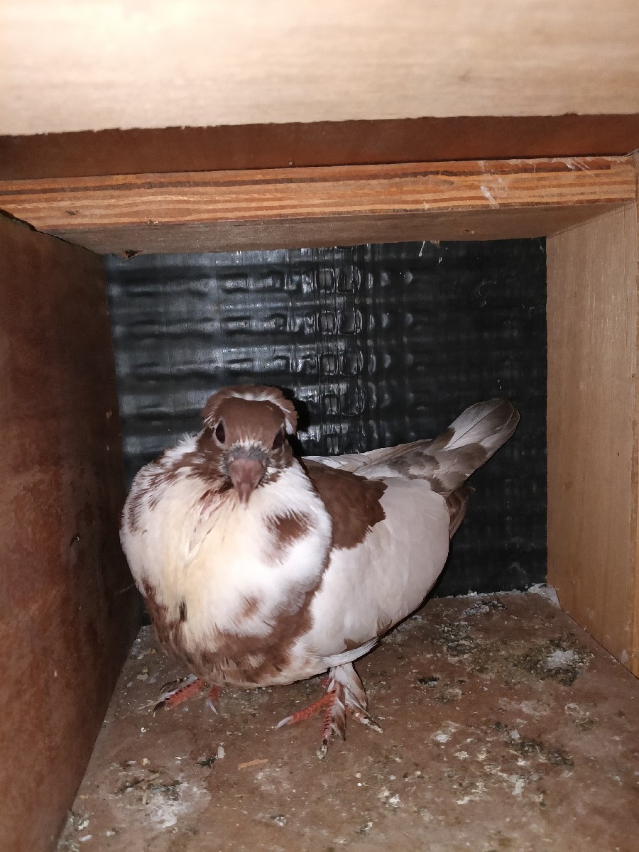 Post Image 2