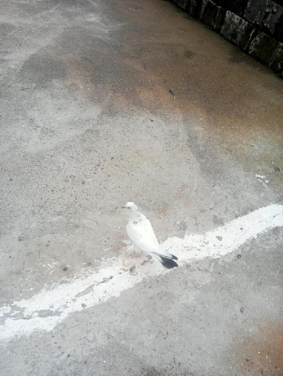 Post Image 3
