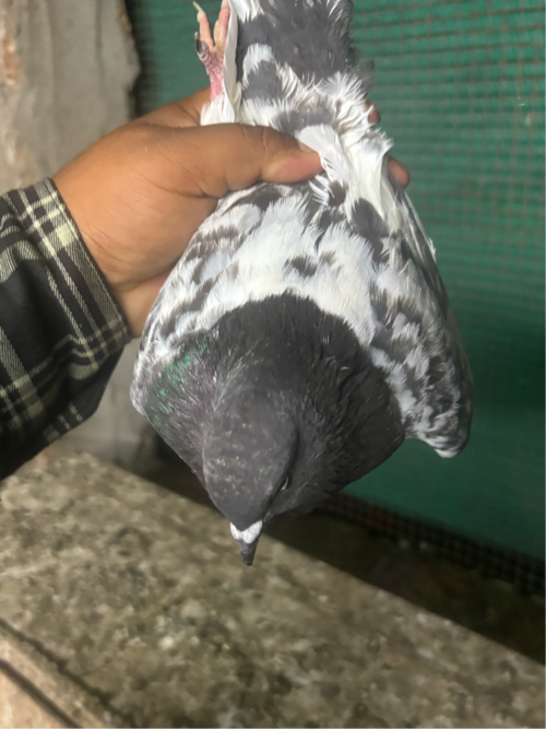 Post Image 3