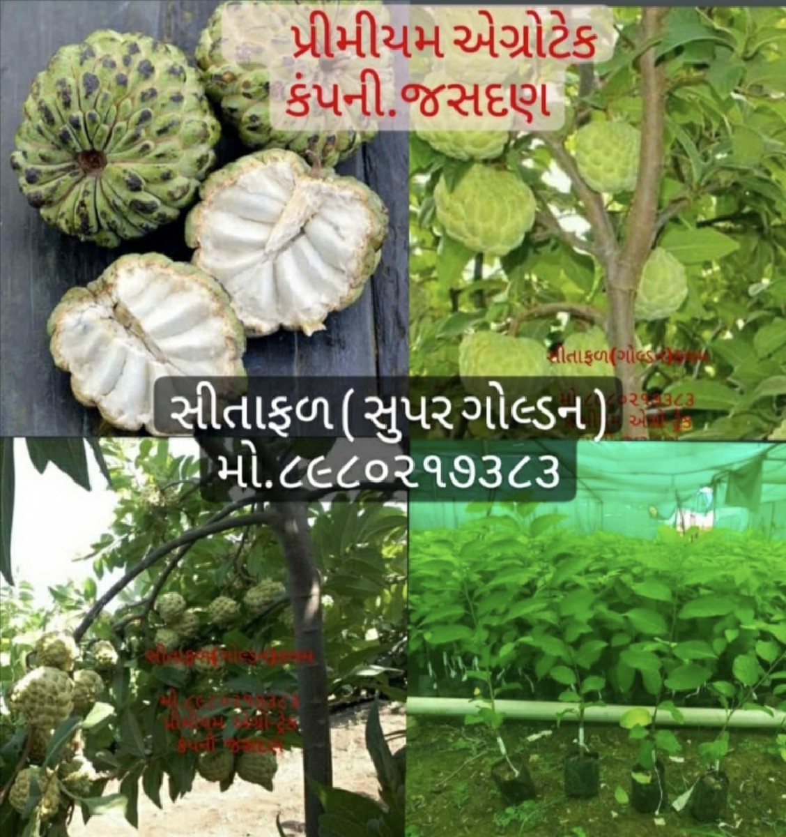 Post Image 3
