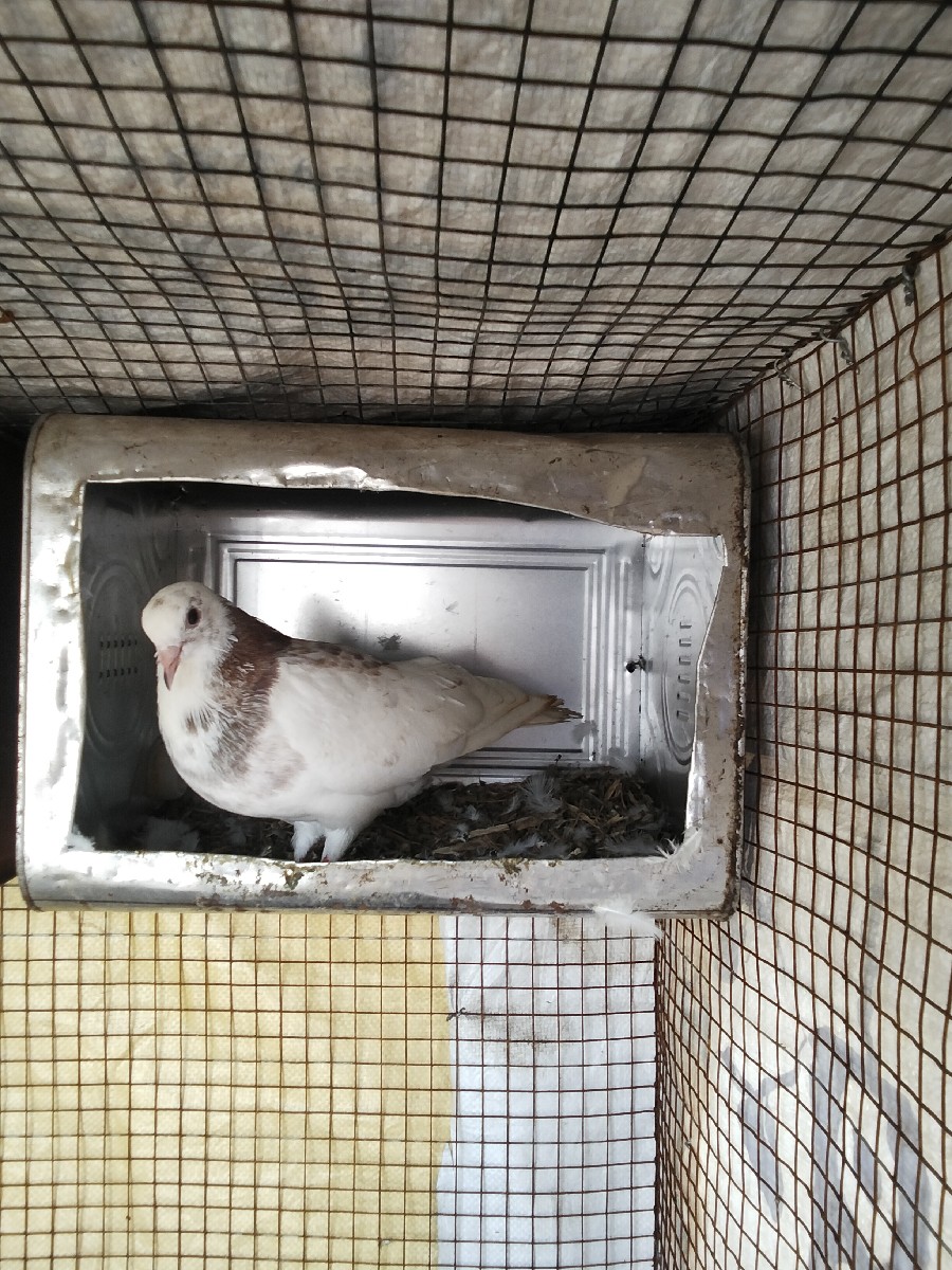 Post Image 3