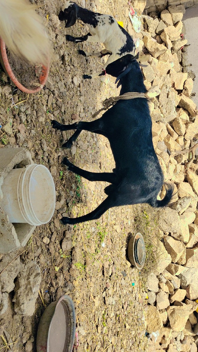 Post Image 2
