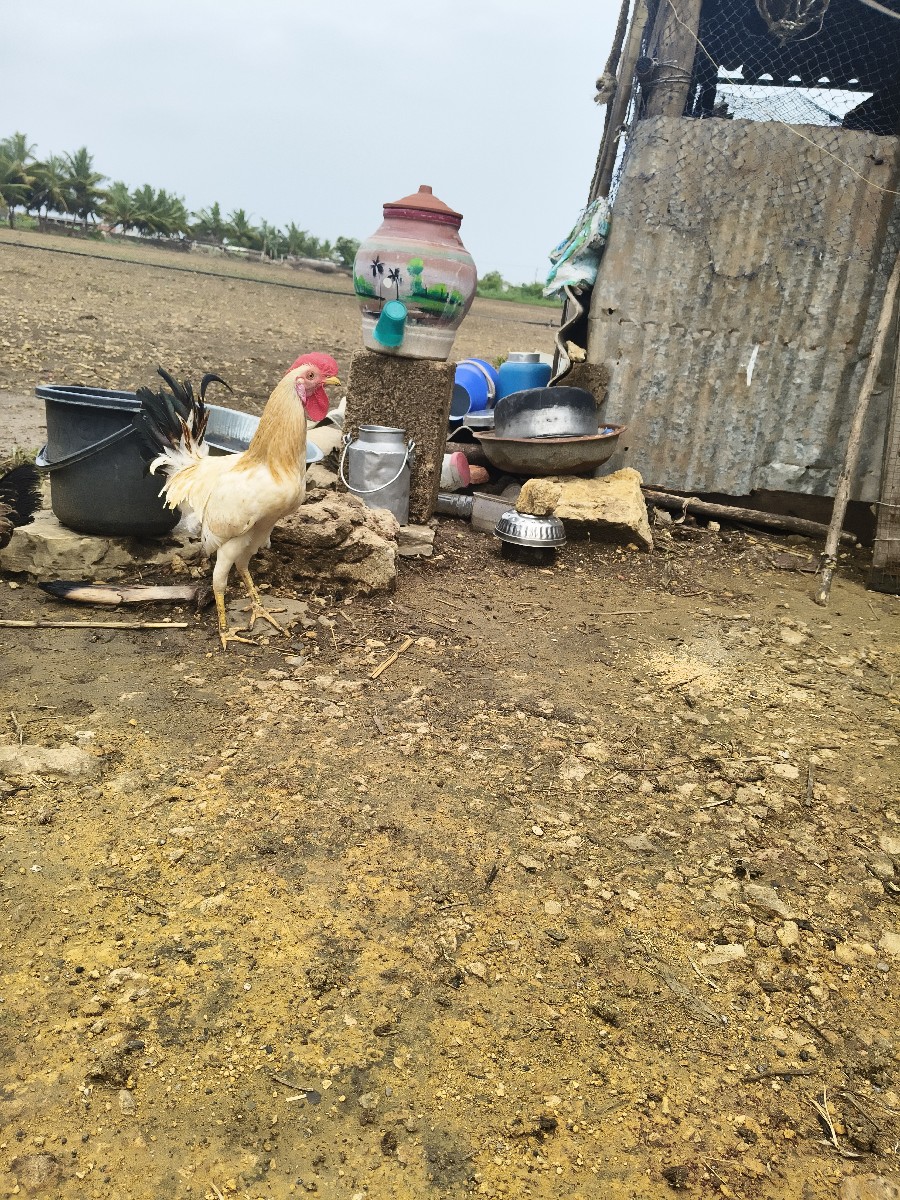 Post Image 2