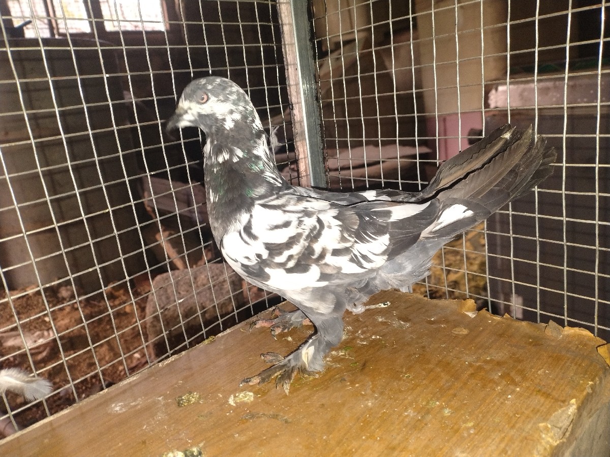 Post Image 3