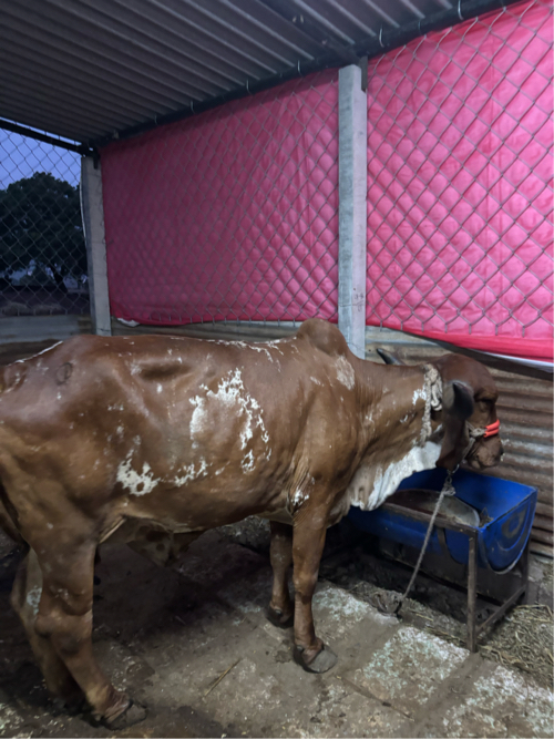 Post Image 2