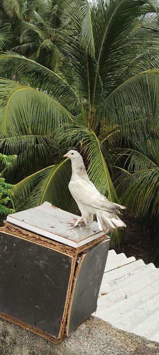 Post Image 3