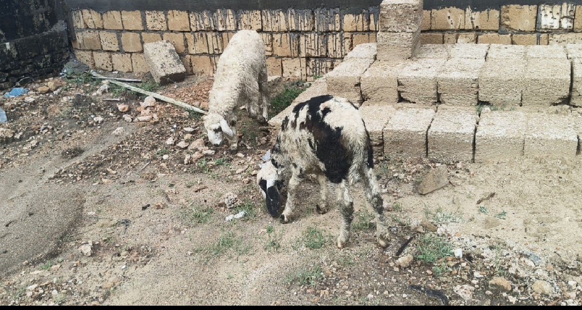 Post Image 2