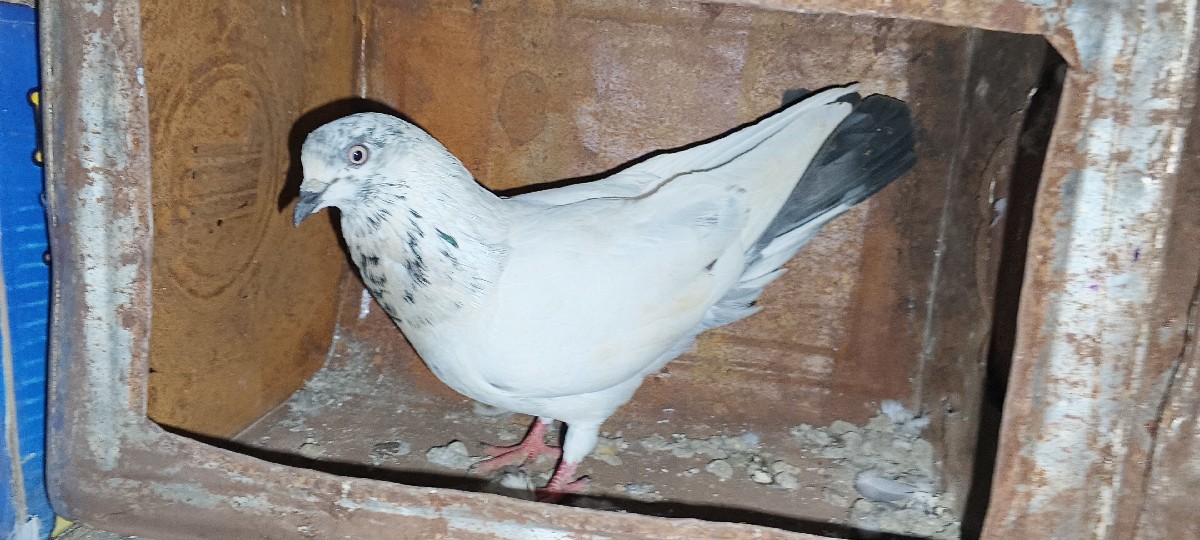 Post Image 3