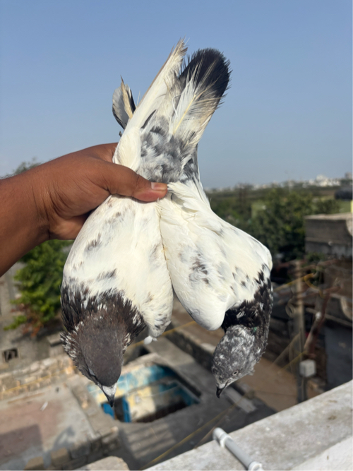 Post Image 2