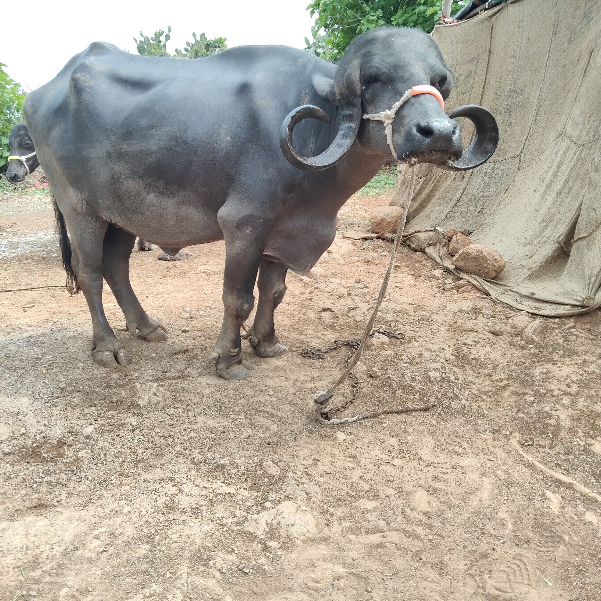 Post Image 2
