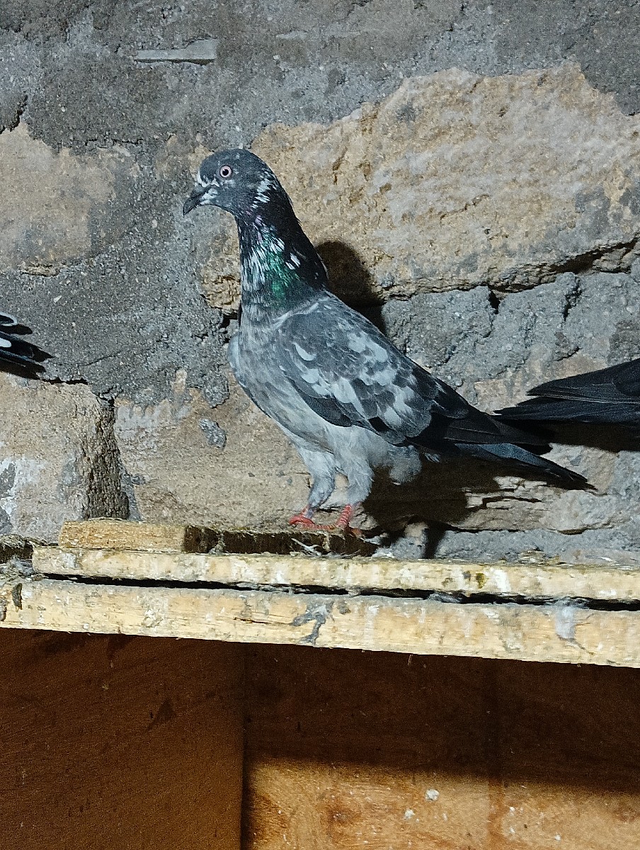 Post Image 1