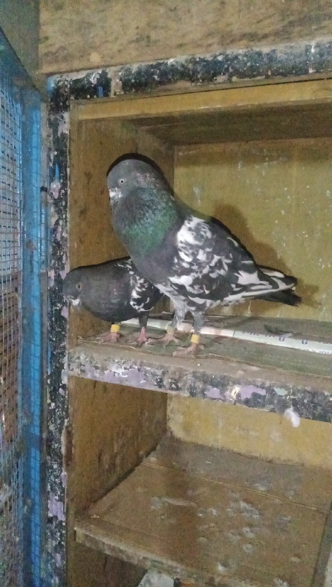 Post Image 3