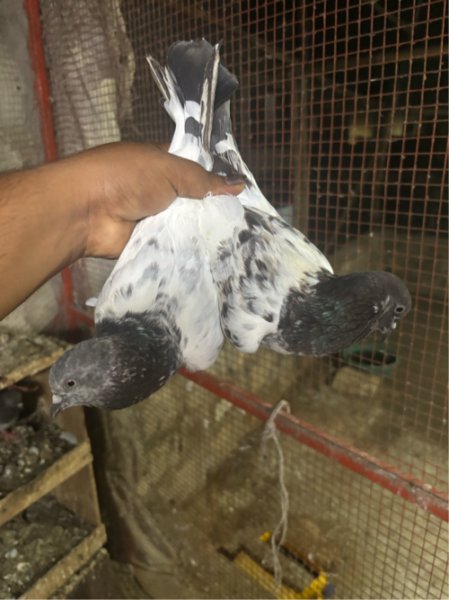 Post Image 3