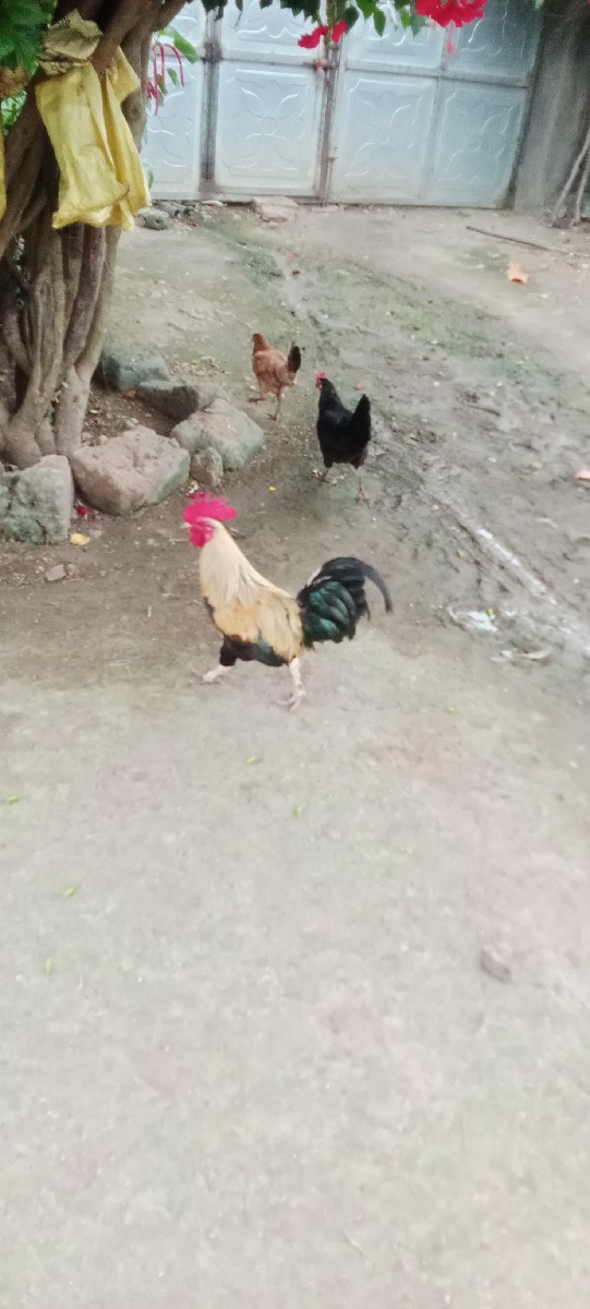 Post Image 1