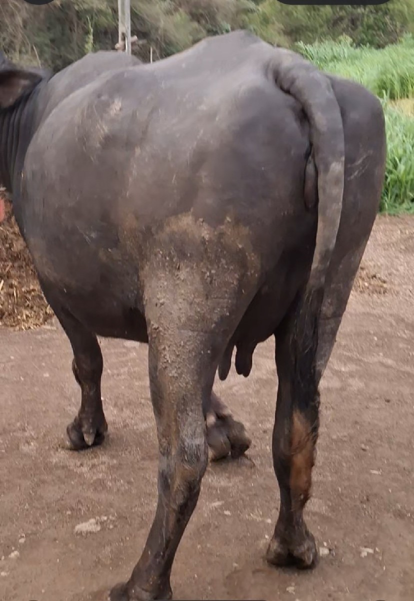 Post Image 2