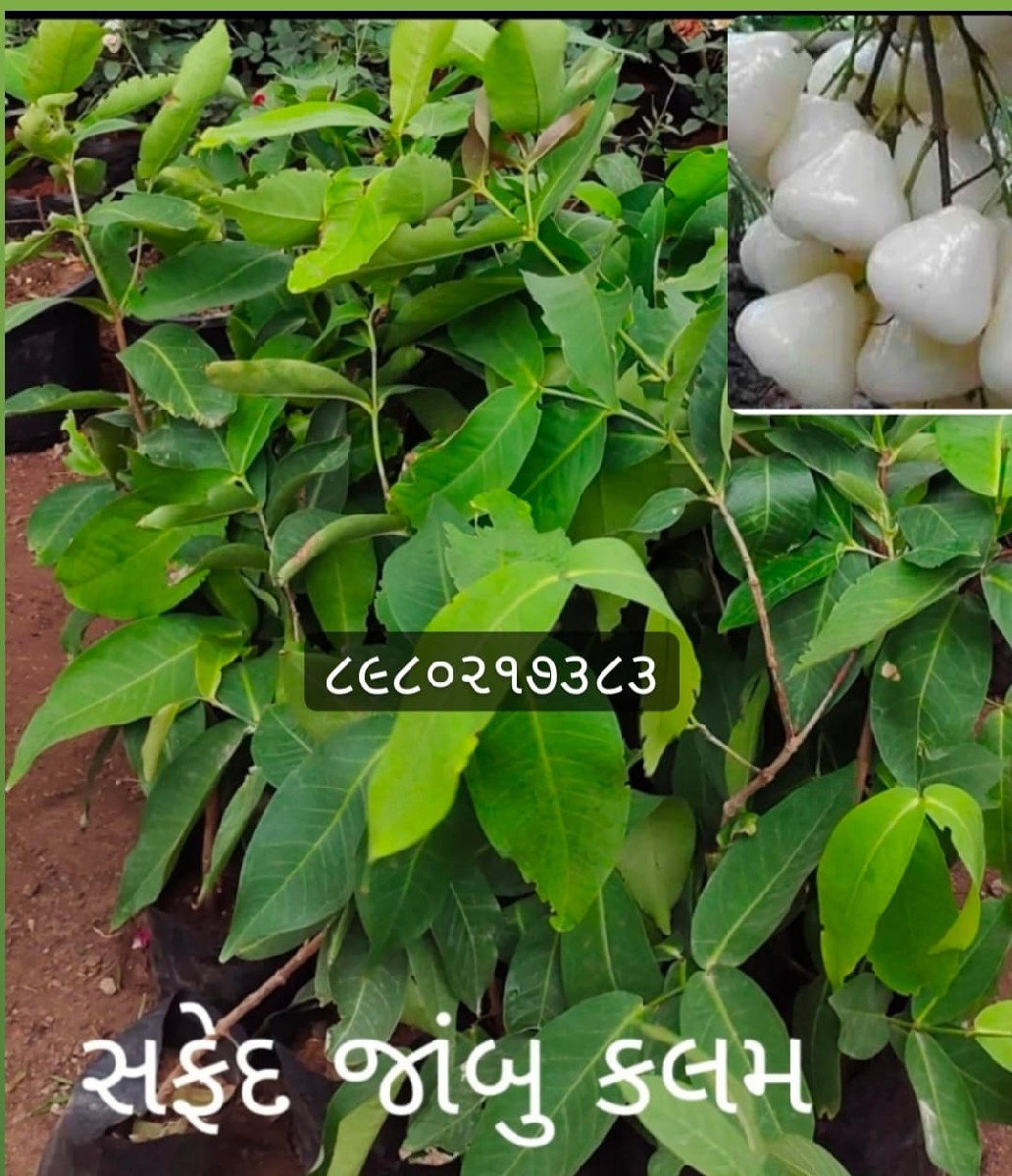 Post Image 4