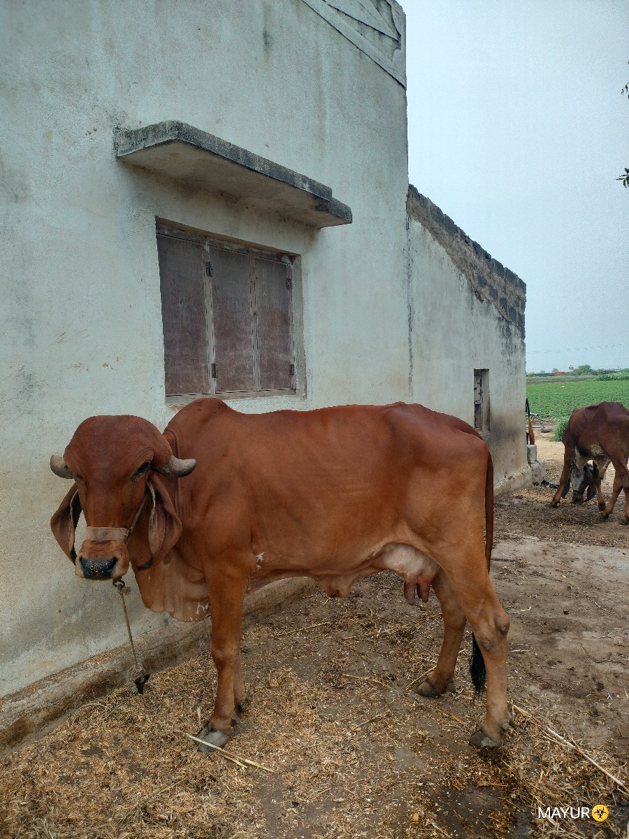Post Image 1