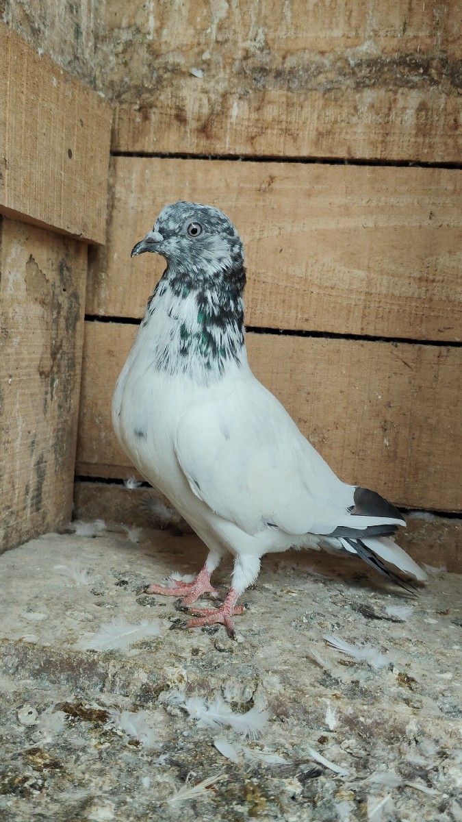 Post Image 3
