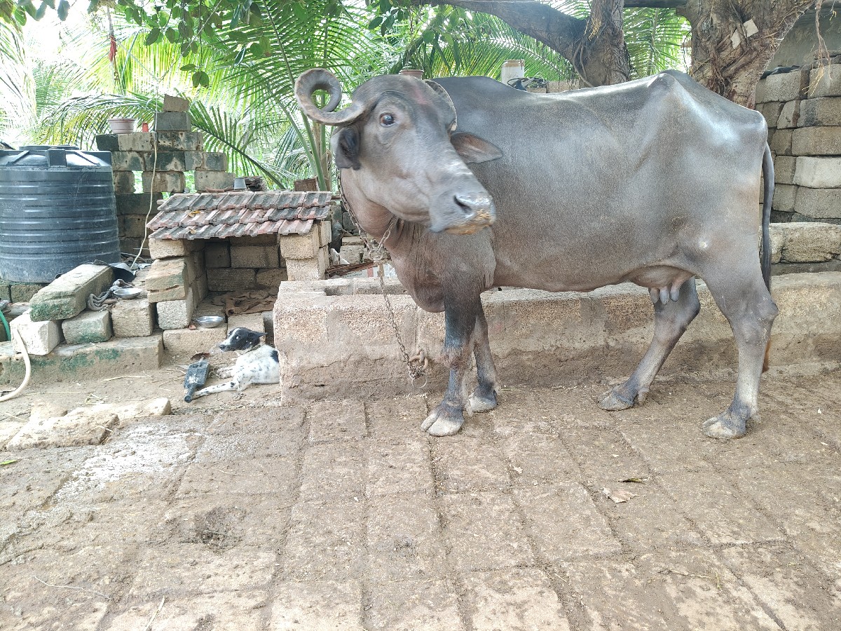 Post Image 2