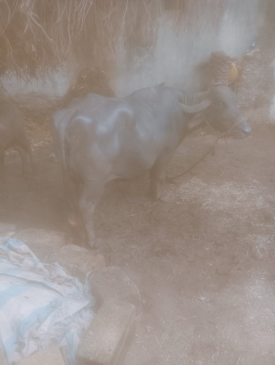 Post Image 2