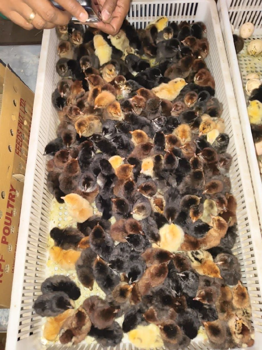 Post Image 2
