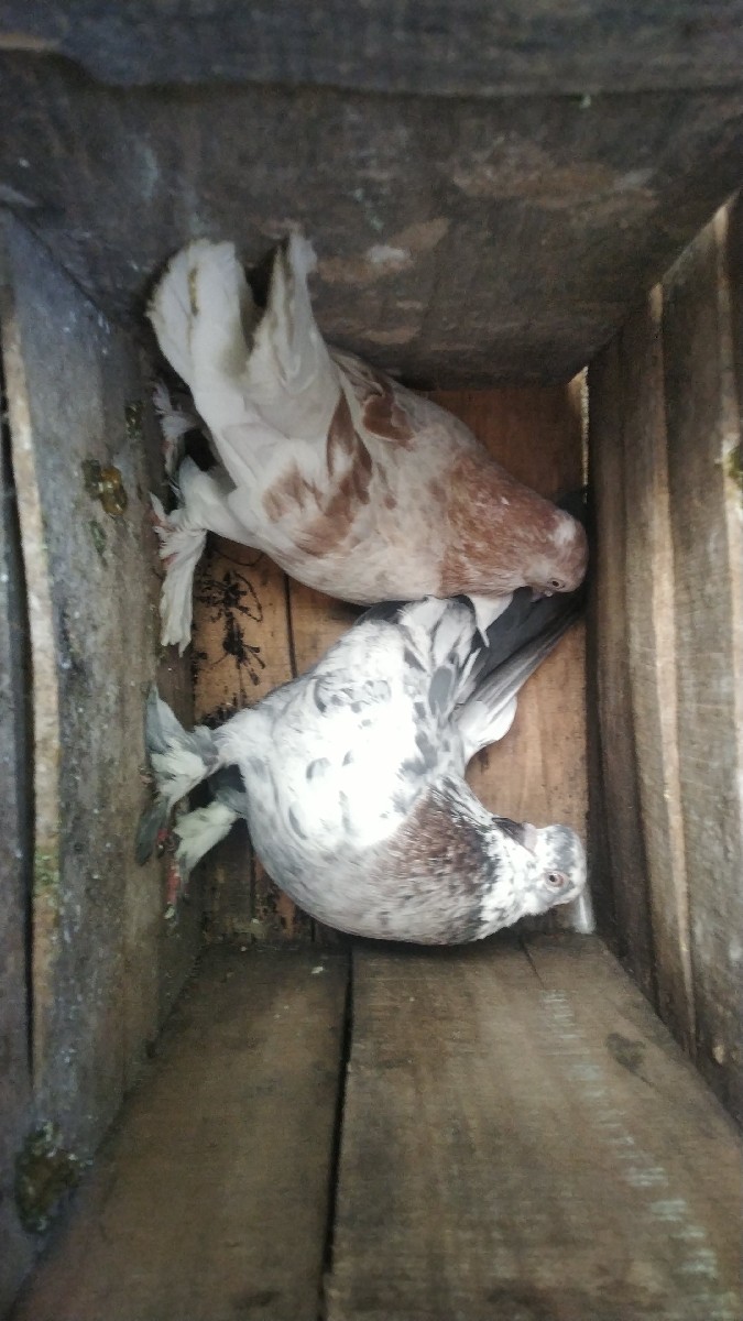 Post Image 1